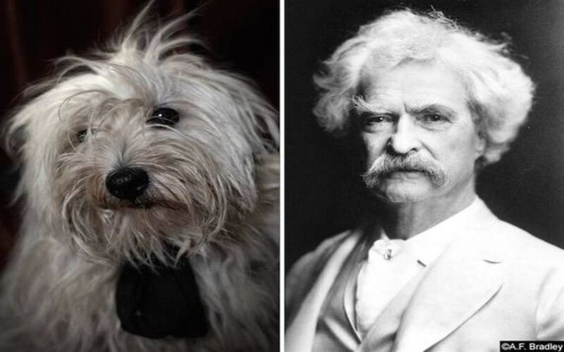  A Quaint Comparison Between Shelter Dogs and Famous Writers