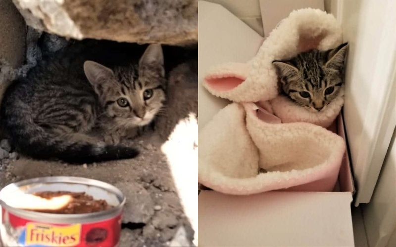  The euthanasia of the wounded kitten frightened the rescuers, but fortunately the veterinarian closed the doors of death for her.  After much suffering, the unbelievable happened.