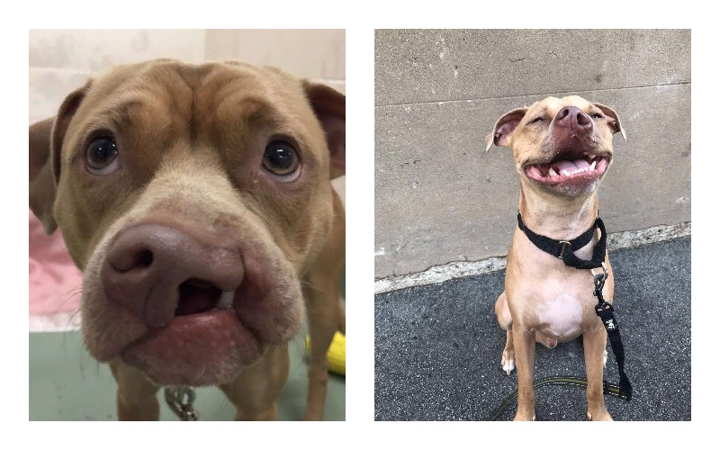  Nobody adopted a poor dog because of its nose.