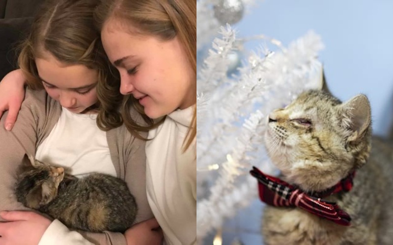  The adopted children, feeling the hardships of life, brought happiness to the disabled kitten.