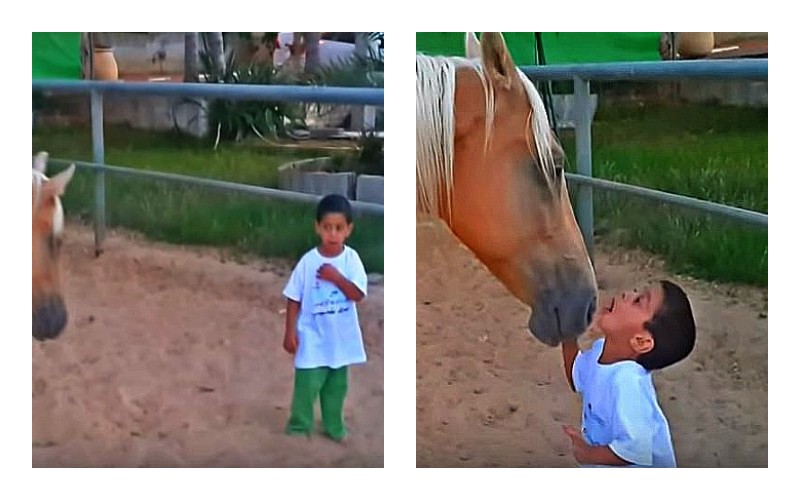  A little boy with Williams Syndrome tries to get closer to a horse.