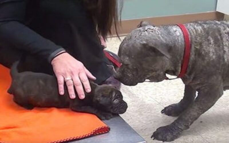  So Pity!- The Touching Story of a Homeless Mom and an Ill Puppy