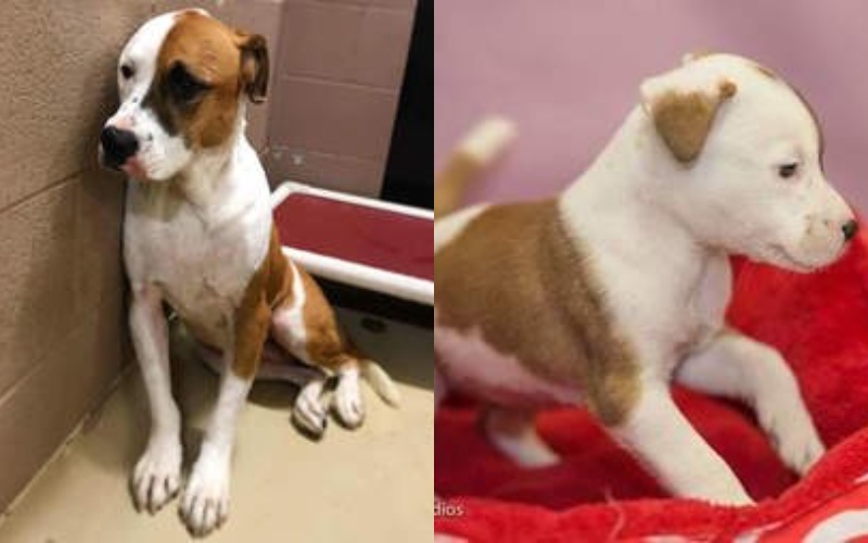  The cutest dog came back to shelter where she was taken as a pup.