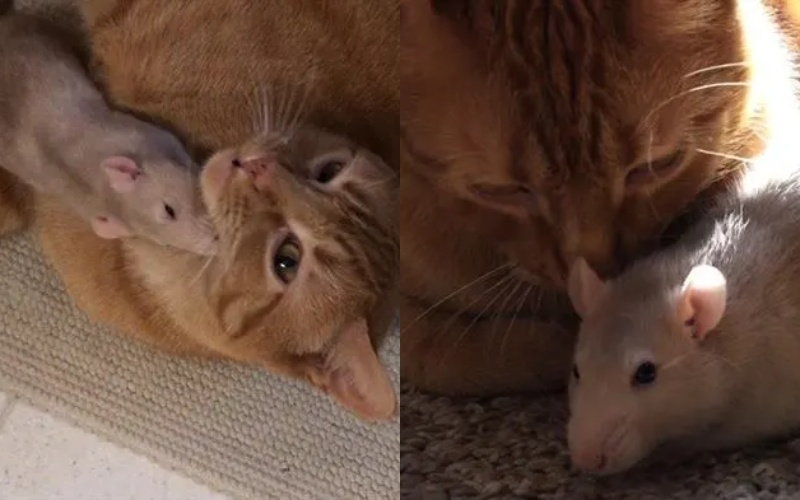  No one would have imagined that such a relationship would exist between a cat and a rat.