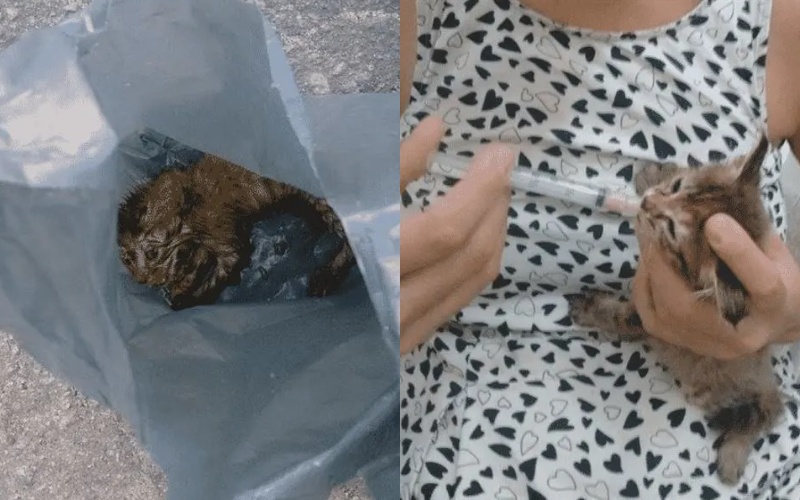  A woman found a small cat in a garbage bag.