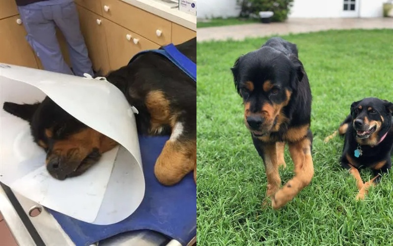  Animal rescuers found a Rottweiler near one of the bins and rescued him.