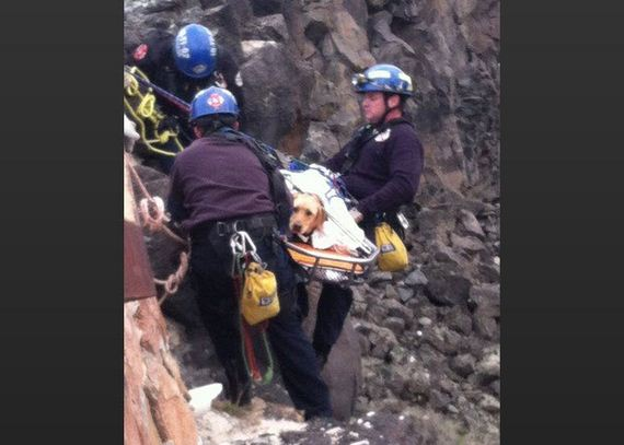  So Shocking! – Falling Down from 30 Feet the Cutie Was Rescued