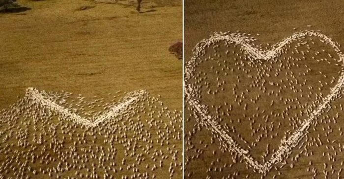 A man made a heart for his dead aunt with the help of “sheep-art”