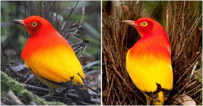  Reminiscent of “Angry Birds” characters, these birds will attract everyone