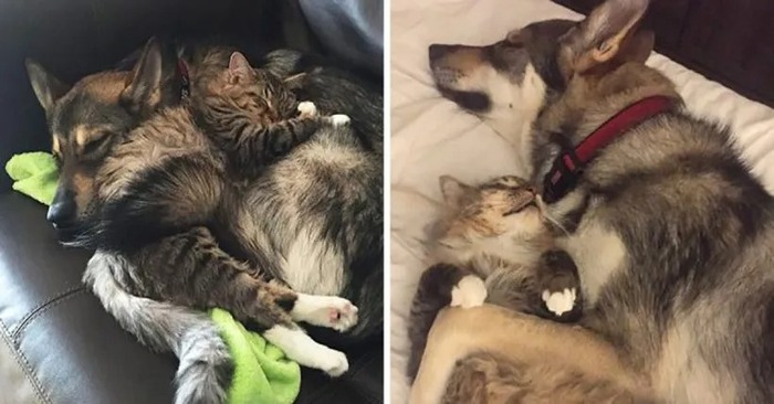  Amazing friendship: the caring dog chooses a kitten and befriends the baby