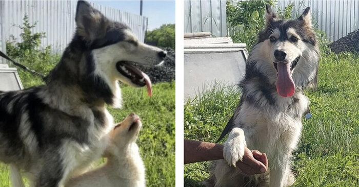  Fortunately, this abandoned dog and her puppies found themselves in safe hands
