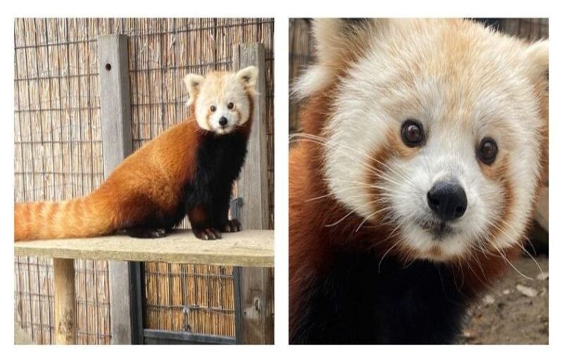  The  species of these two red pandas belong to that list of animals