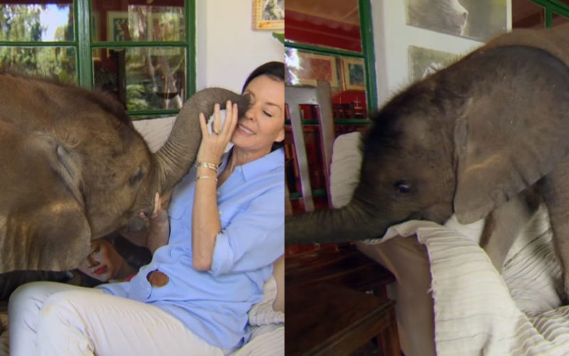 The woman rescues the little elephant and keeps it as a pet.