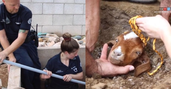  Rescuers spent hours trying to get the poor goat out of the pipe