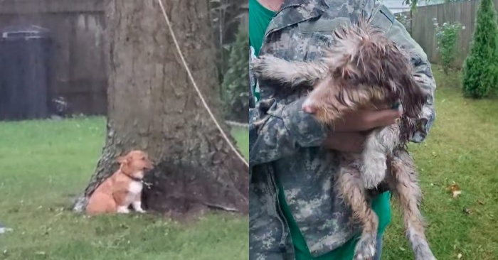  The actions of indifferent owners։ fortunately, during stormy and rainy weather, the dogs were rescued by a woman.