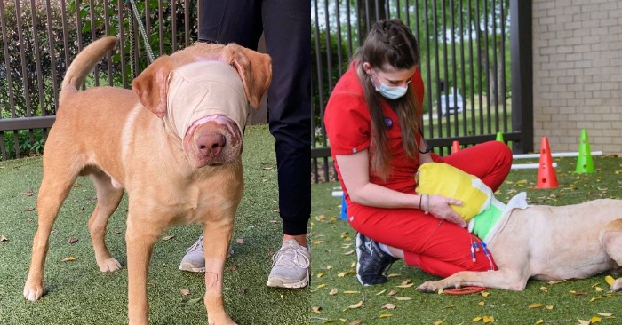  Terrible story: a boy set fire to a dog that got burns around the eye