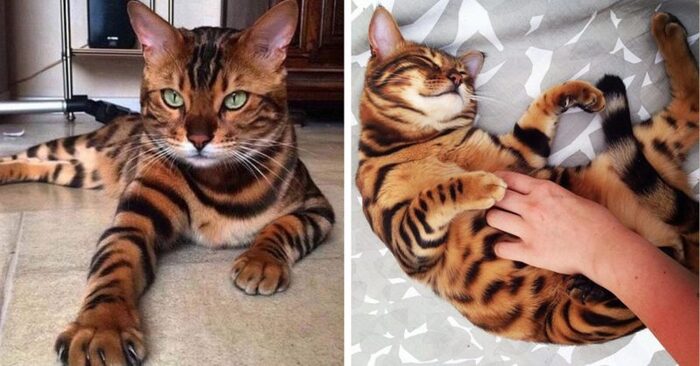  Here’s one of nature’s wonders – a Bengal cat that will delight you