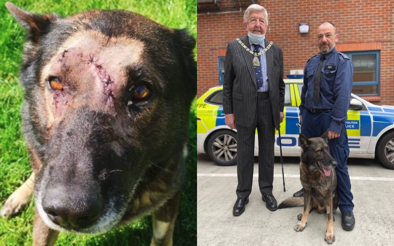 The serving dog heroically returns to the police service after being stabbed in 5 places.