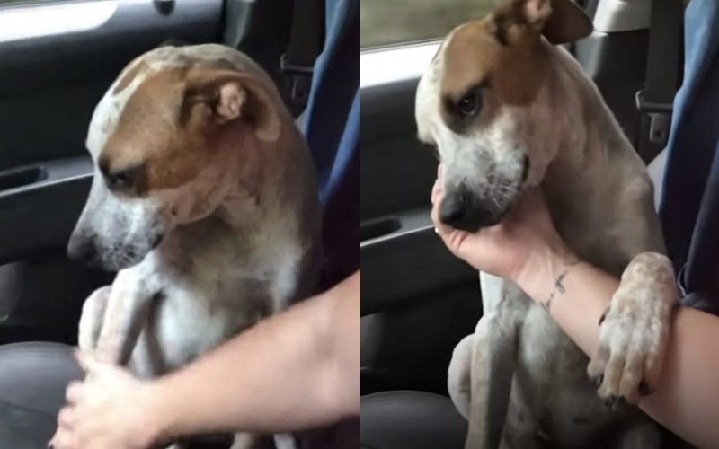  The dog tries to be grateful to a woman who saved him.
