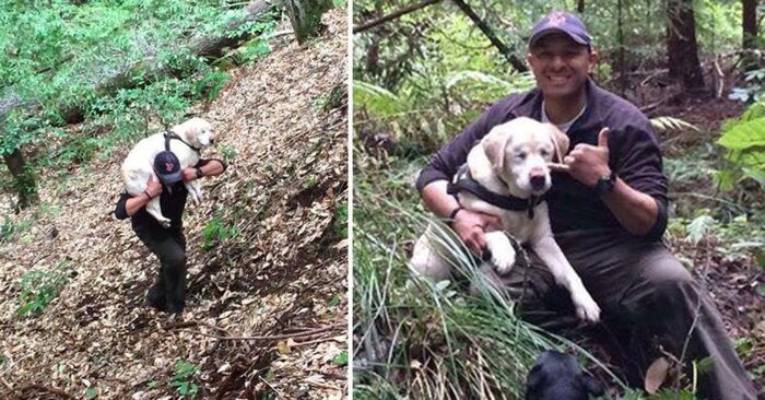  Fortunately, the blind dog, lost in the mountains for several days, was found alive