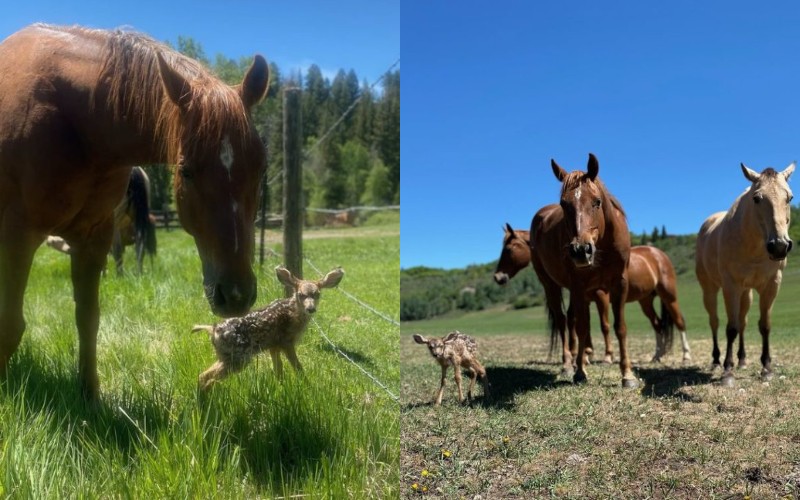  The smart horses took good care of the little deer until it brought them food.