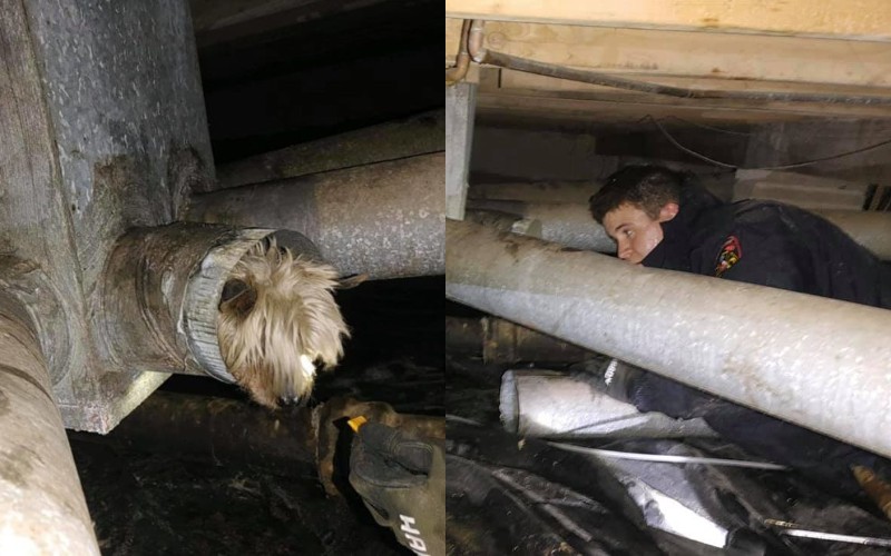  The rescuers took out the poor dog who had fallen into the air duct and was calling for help.