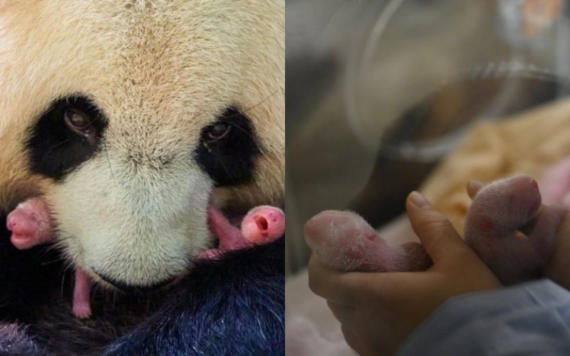  A panda named Huan Huan gave birth to a pair of chubby chicks.