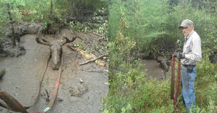  The moose is rescued: old men manage to pull out this animal trapped in mud