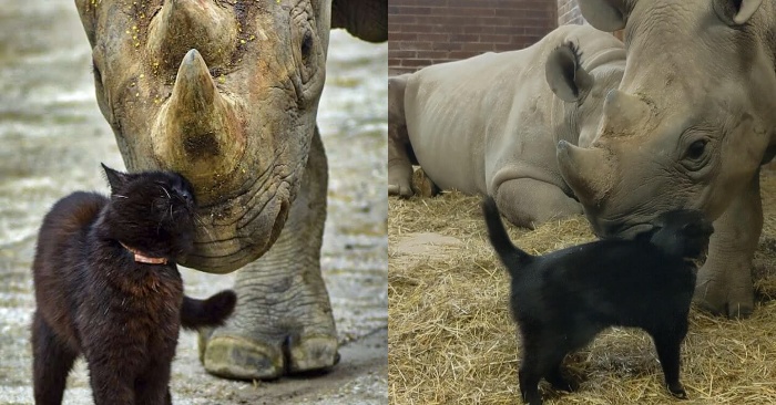  The intimacy of this cat and rhino has really captured the world through social media