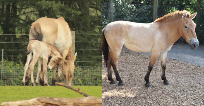  The birth of rare Przewalski’s horse for Marvel Zoo staff was simply a miracle