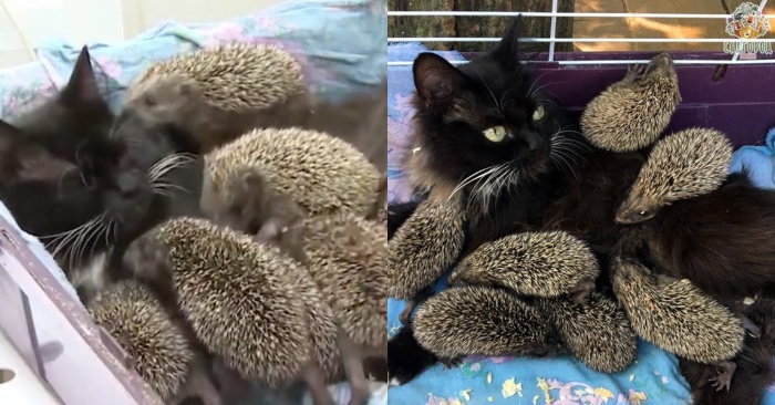  How kind an animal can be: this cat cared for orphaned hedgehogs like a mother