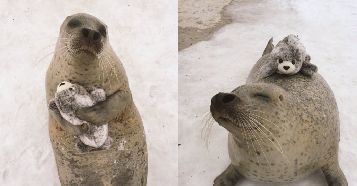  A smiling seal is truly happy when he is given a toy very similar to him