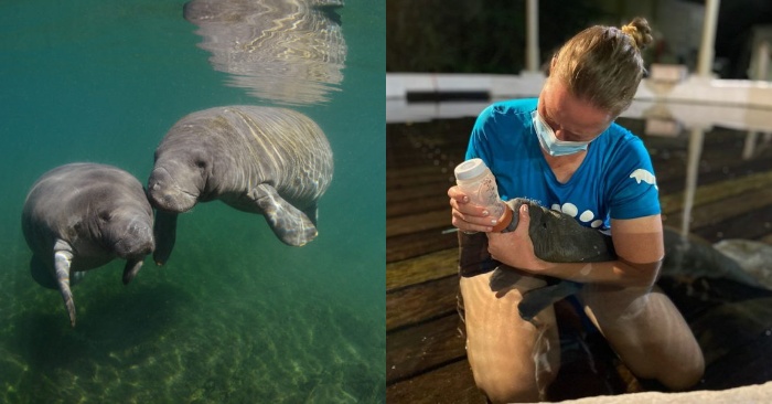  The rescuers know their job well: they saved the life of this manatee calf