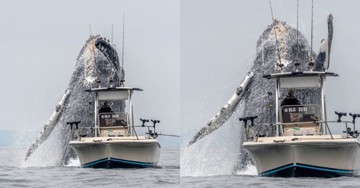  Stunning photo: here is the giant whale jumping out of the water