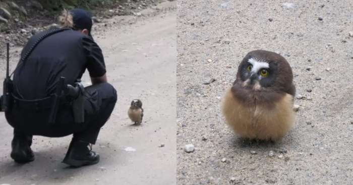  This officer accidentally noticed a little owl who listens to her speech with interest