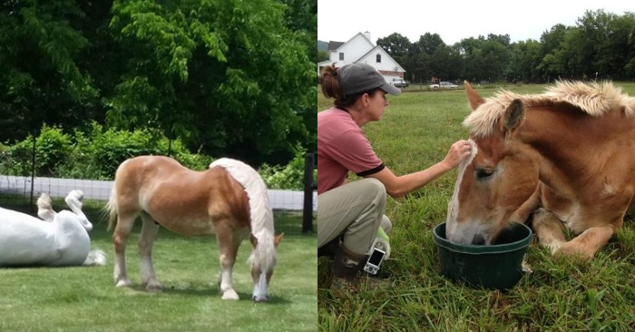  The lives of two poor horses are saved: a good woman gave them a happy life