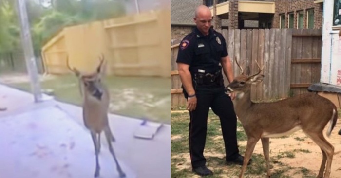  The rescue service rescues the poor deer, which was tied to a tree
