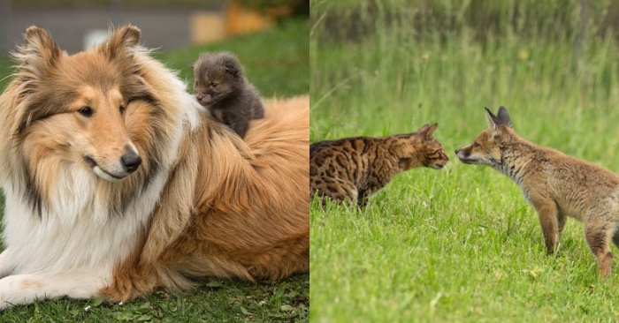  Indescribable kindness: a kind dog takes care of a little fox whose mother died in a car accident