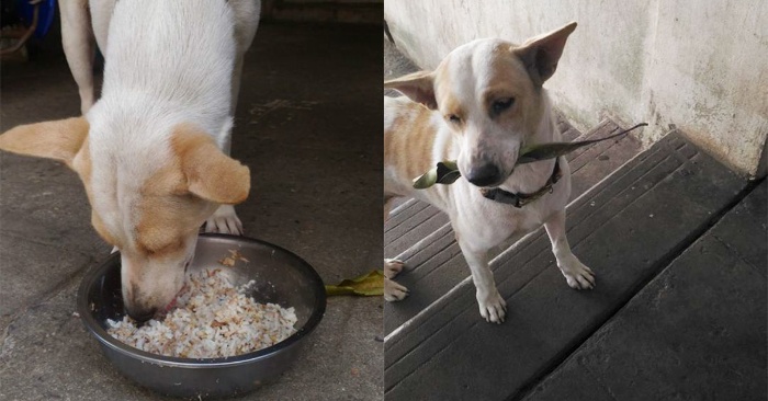  This wonderful dog always comes with a gift to the woman who always feeds him