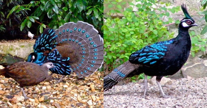  Stunning look: this beautiful peacock will amaze you all with its unique appearance