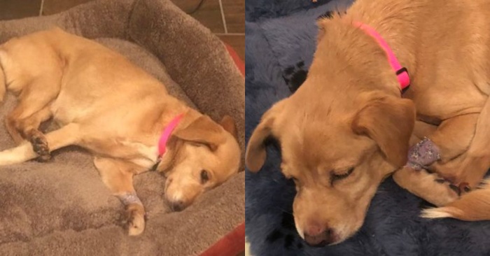  Late at night, the man suddenly noticed an abandoned dog in his living room