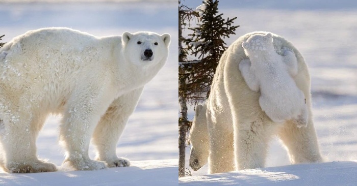  The polar bear gets a lot of pleasure from walking on his mother’s back