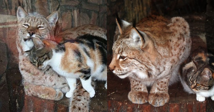  Interesting intimacy: the cat befriends a lynx living in the zoo