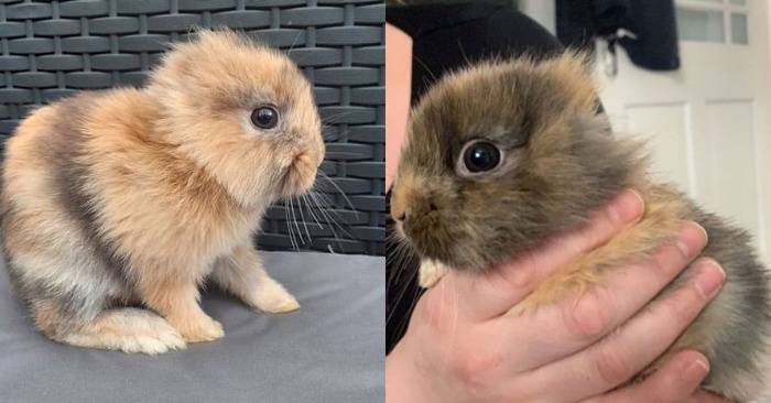  A cute miracle: this rabbit was born without ears, but is really attractive