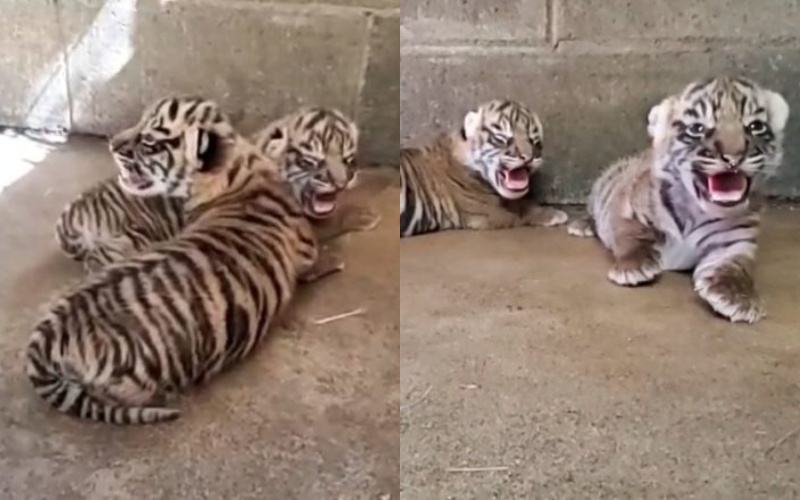  Sumatran tigers had cubs, which became a real celebration at the Oregon Zoo