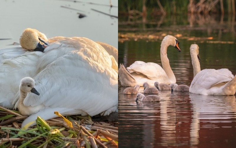  The father of the swans takes care of his children after the loss of their mother.