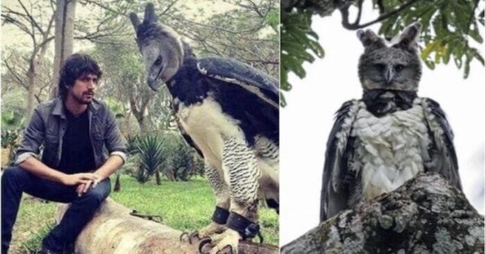  Stunning look: this eagle looks like a man dressed as a bird