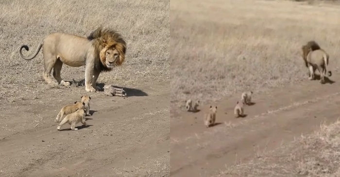  The lion father tries to take care of his 4 little cubs in every possible way