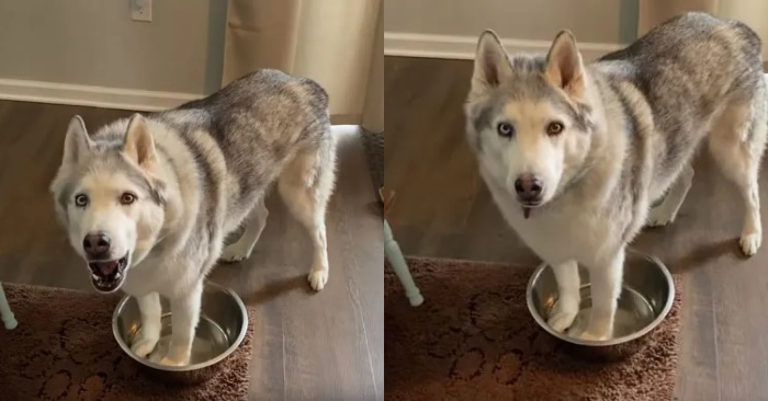  This complaining husky is constantly dissatisfied with the empty bowl