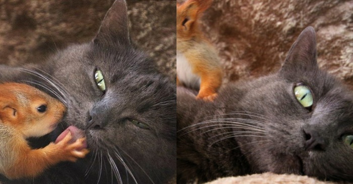  A kind and caring cat begins to take care of orphaned little squirrels as a mother
